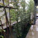 施工後　黒竹ゾーン